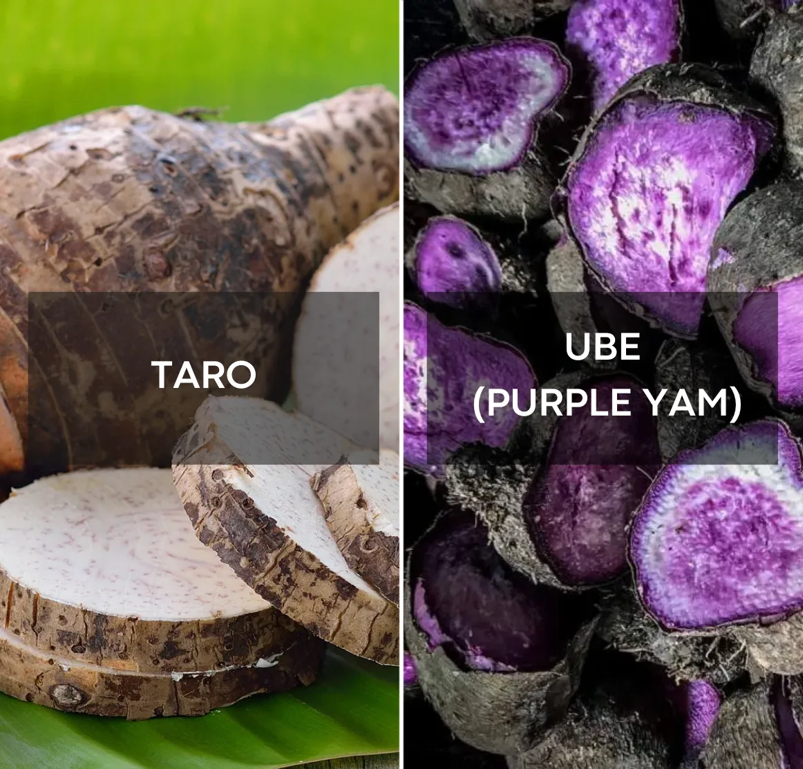 Ube vs taro sammenligning: lilla <a href='/produkter/ube-latte-pulver'>ube-pulver</a> | Ube Nolia